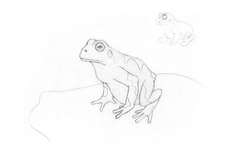 sketch of a frog