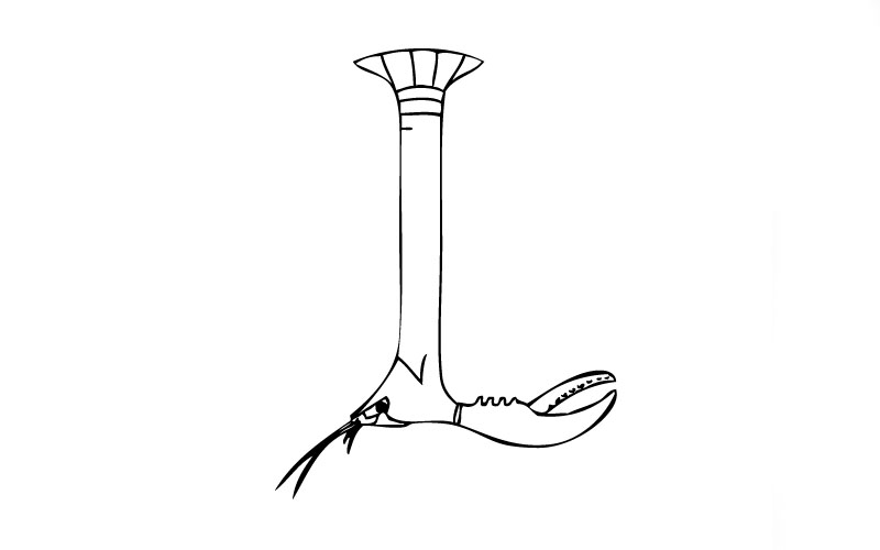 abstract drawing of a lobster in the shape of the letter L