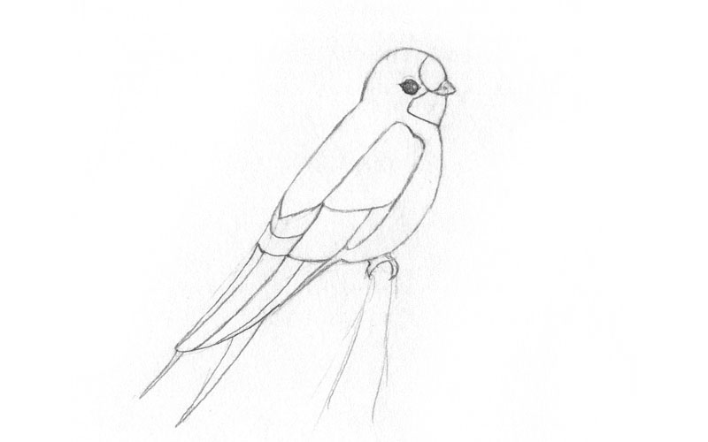 sketch of a swallow